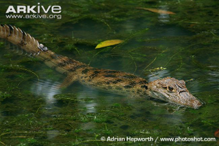 Illustration for article titled Sunday Crocodilian - Caiman crocodilus Edition
